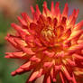 Dahlia