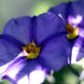 Blue flowers