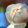 White Rose