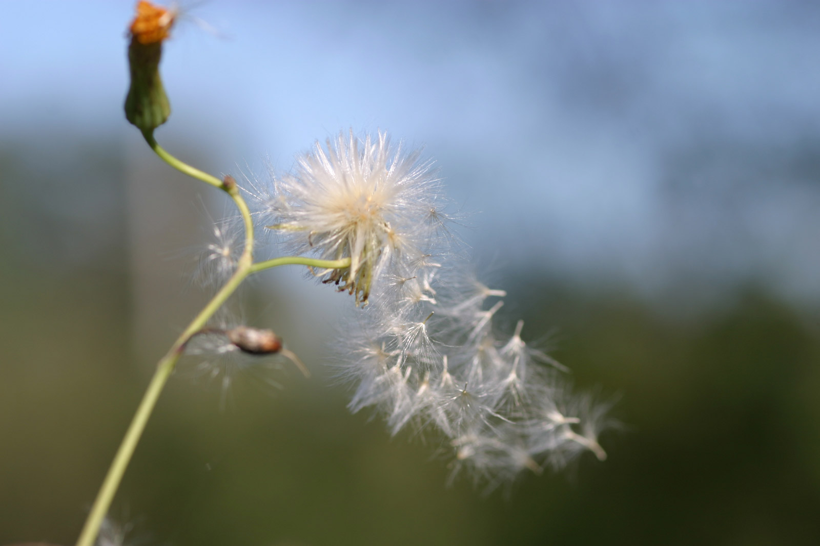 Dandelion decay