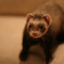 Ferret