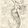 A Study of a Mermaid