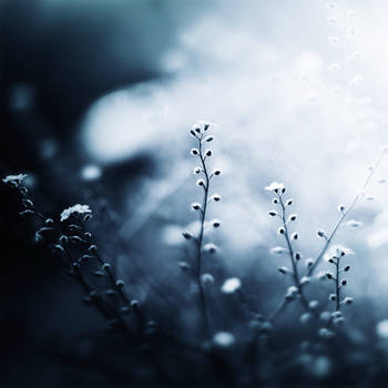 . . . by sandrawiklander