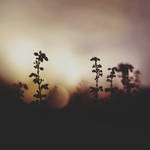 . . . by sandrawiklander