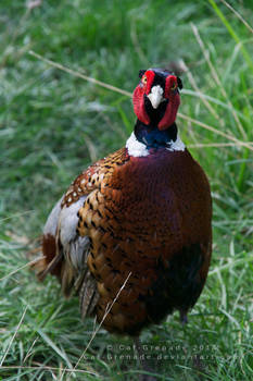 Pleasant Pheasant.