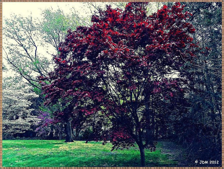 Red Spring Tree by JDM4CHRIST on DeviantArt