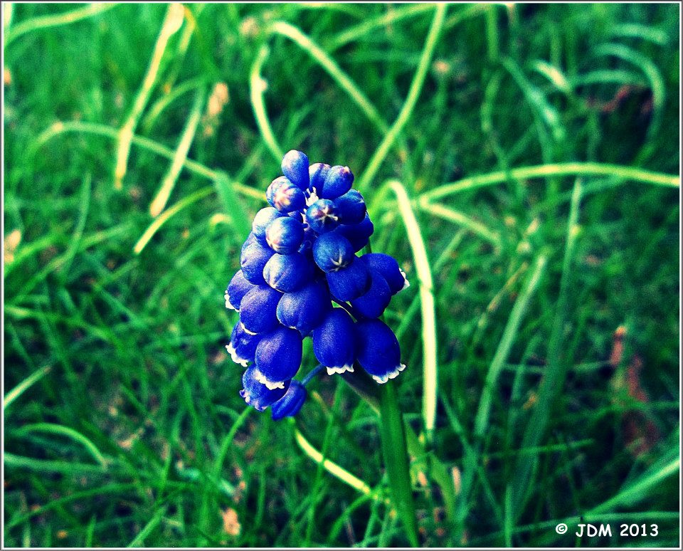 Grape Hyacinth