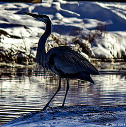 Great Blue Heron