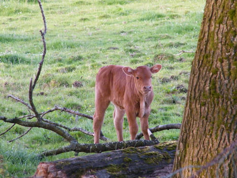 little calf