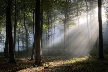 Fog in the Shadows