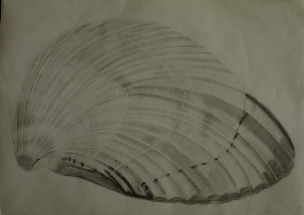 Shell Traceart Shellmechpencil by lenparry on DeviantArt