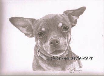 Chihuahua in Graphite