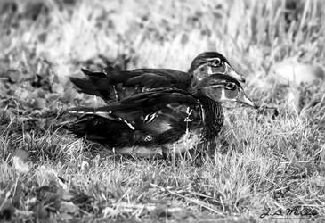 Two Wood Ducks