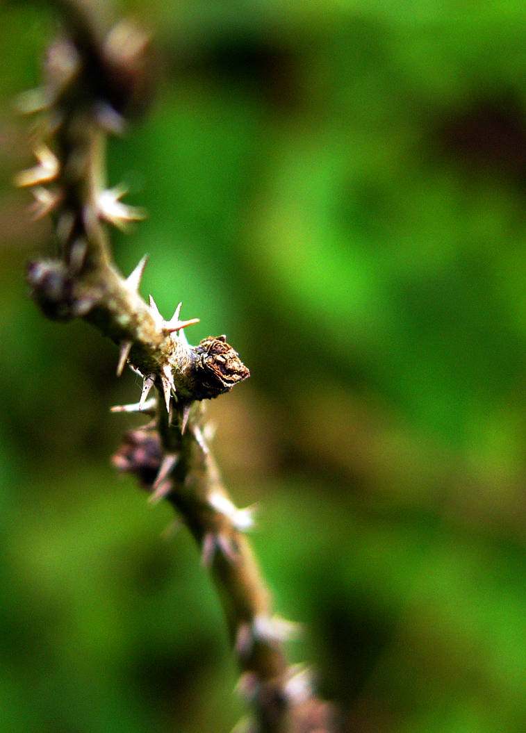 Sticker Bush Branch by RubberDuckyDestiny on DeviantArt