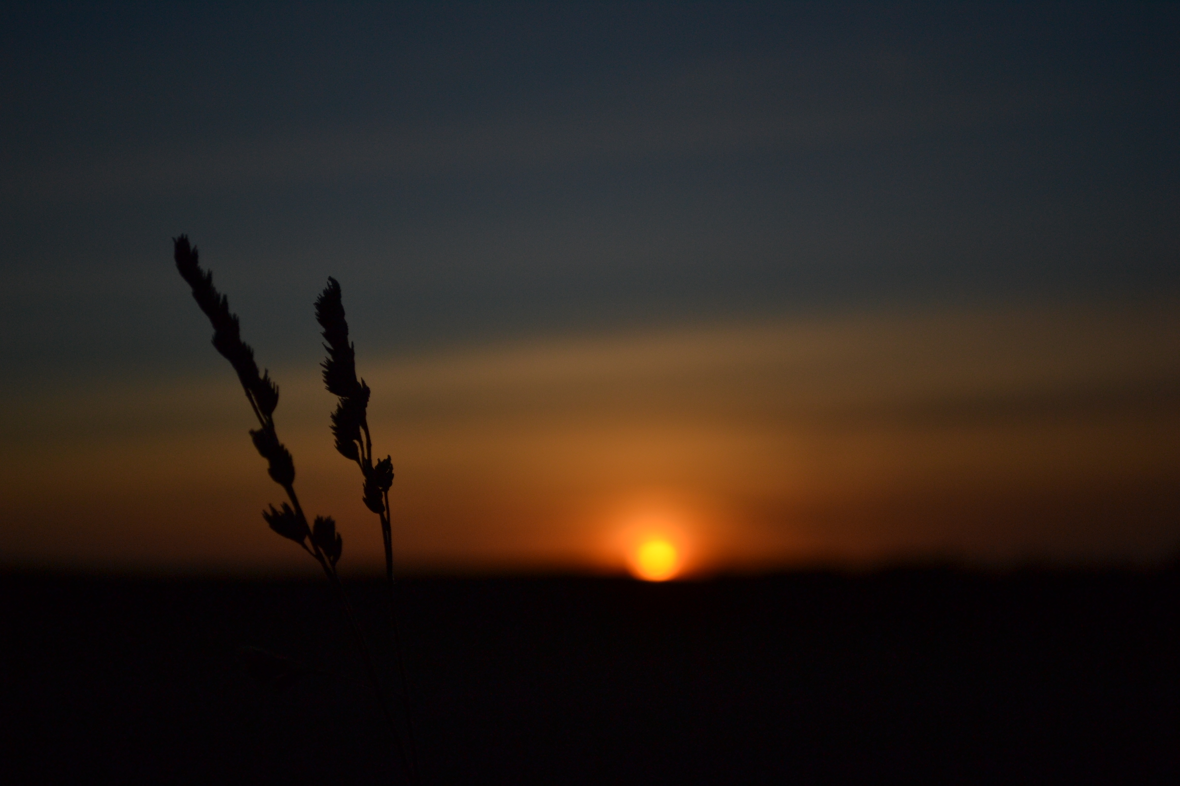 Sunrise With Wheat