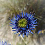 Cornflower Blue