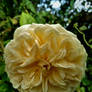 Golden Rosette