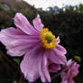 Pink Japanese Anenome