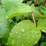 Rose Leaf In The Rain