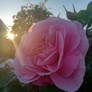 Spotlight On Rose