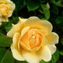 Golden Sunshine Rose