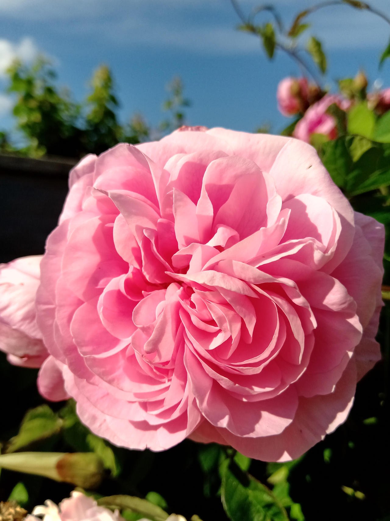 Frilly Rose Florette by BotanicalGirl on DeviantArt