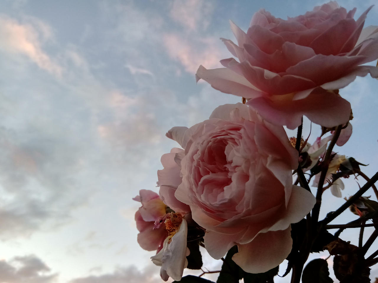 Dusky Evening Roses