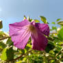 Little Clematis