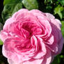 Ruffly Pink Rose