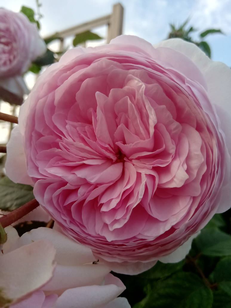 Candy Pink Rose by BotanicalGirl on DeviantArt