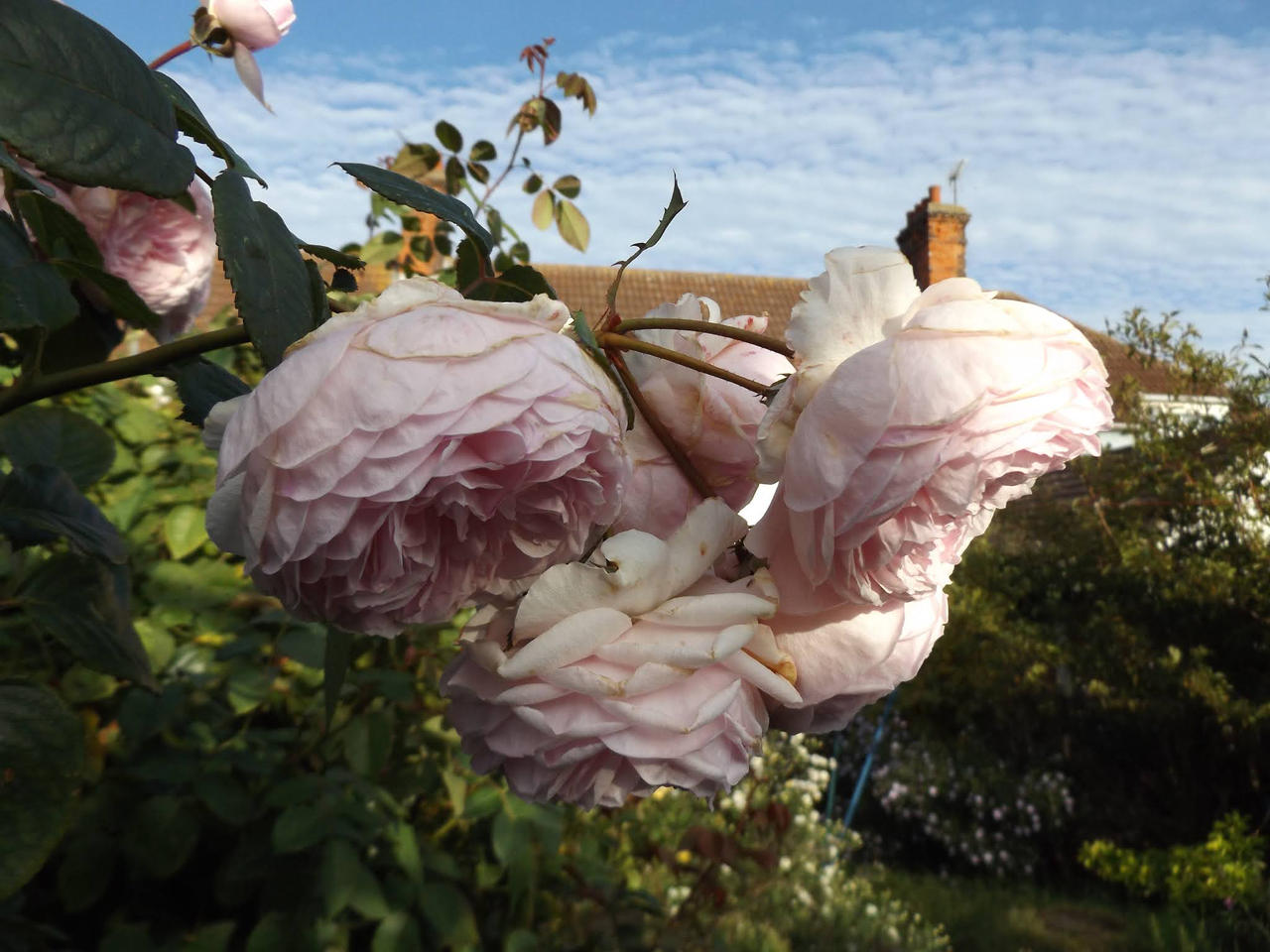 Country Garden Roses by BotanicalGirl on DeviantArt
