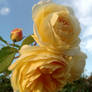 Golden Blooms Of Autumn