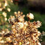 Downy Daisies In The Sun