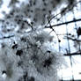 Snow Frozen Seedheads