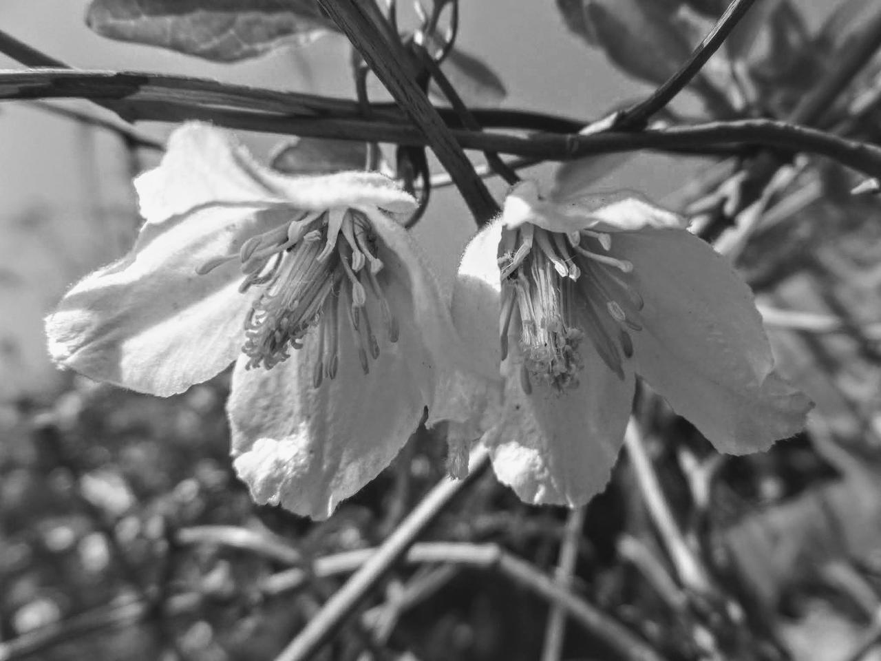 AnimalsPlantsNature Blog | DeviantArt