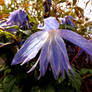 Purple Gossamer Wings