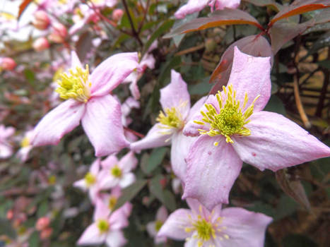 Dreaming Of Pink Clematis