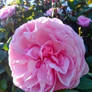 June Bloom