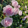 A Swathe Of Roses