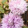 Clematis Pom Poms