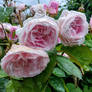 Roses In The Rain