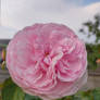 A Country Rose
