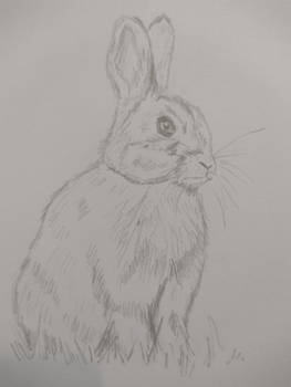 Rabbit sketch (in 15 minutes)