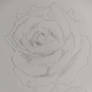 White Rose (15 minute sketch)