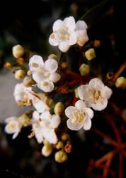 Winter Bouquet