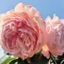 Beauty And The Rose