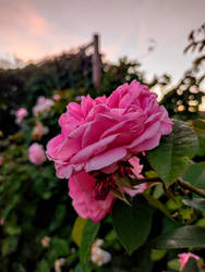 The Evening Rose