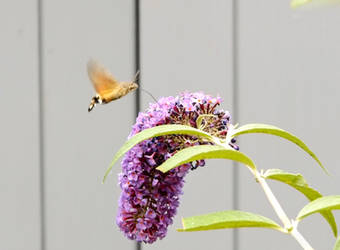 Hummingbird Hawk Moth With Buddleia