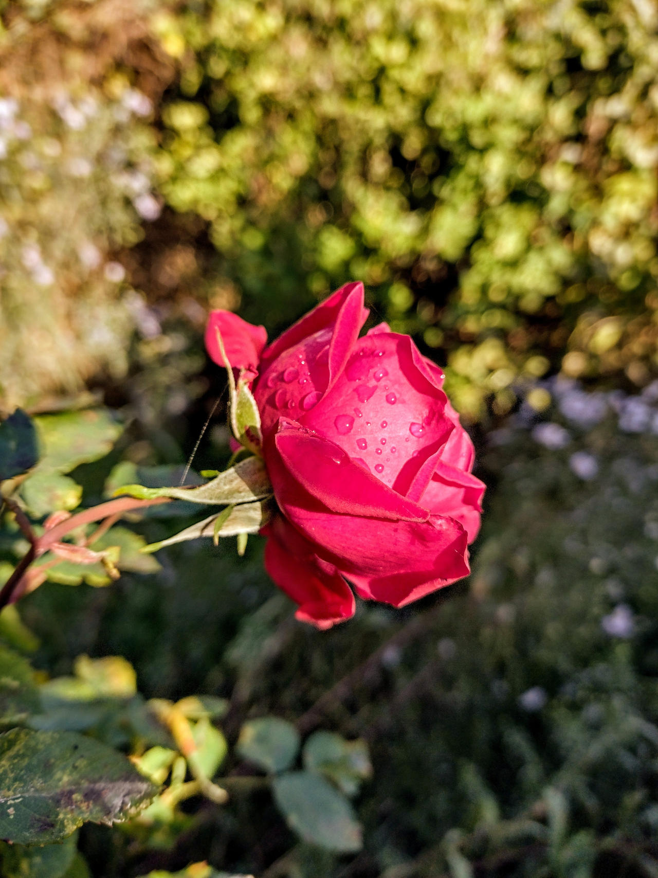 Dew Kissed Rose by BotanicalGirl on DeviantArt