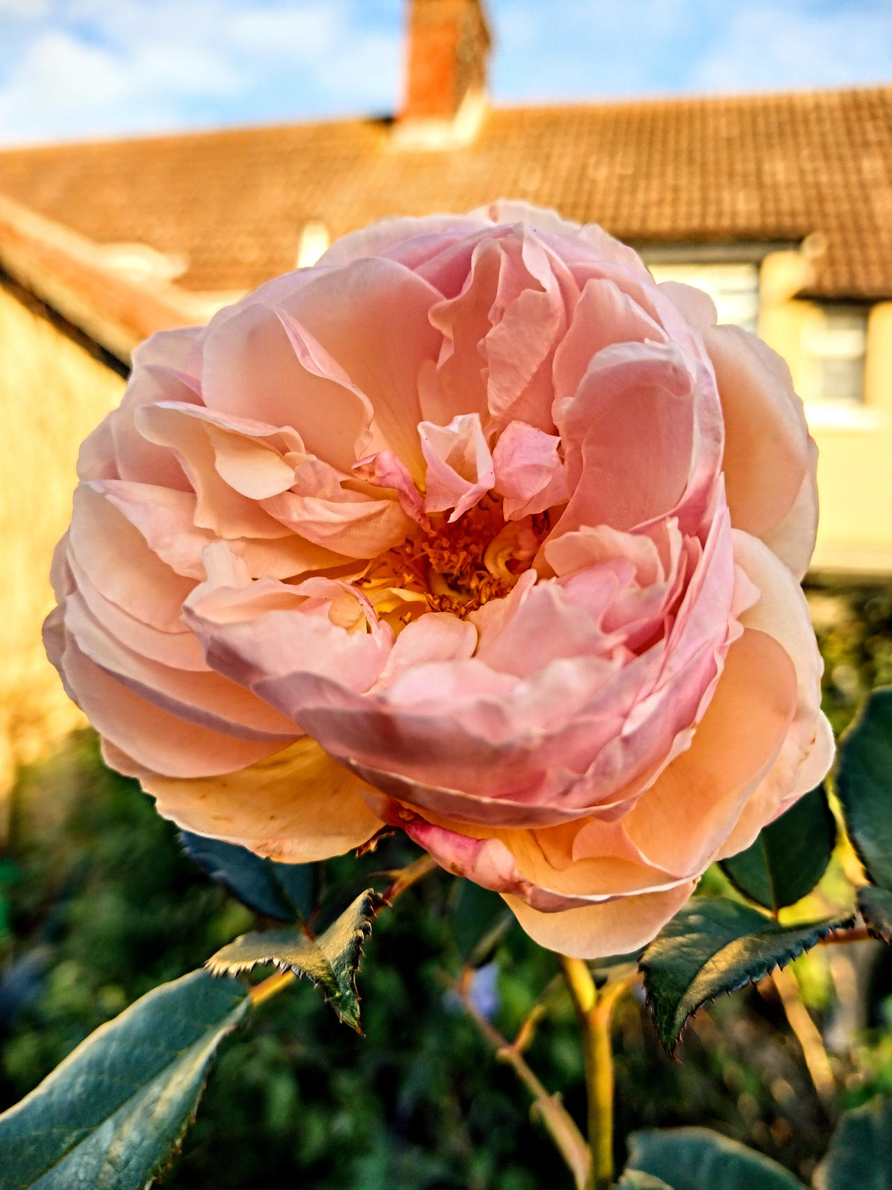 Rose Power by BotanicalGirl on DeviantArt